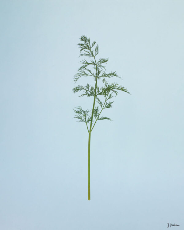 Dill – Bild 2