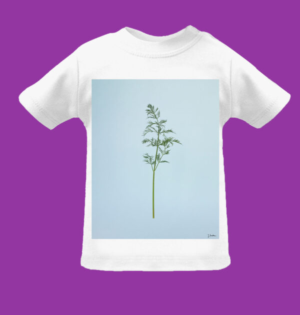 Dill – Bild 6