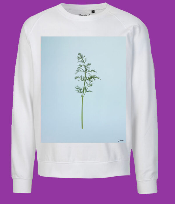 Dill – Bild 4
