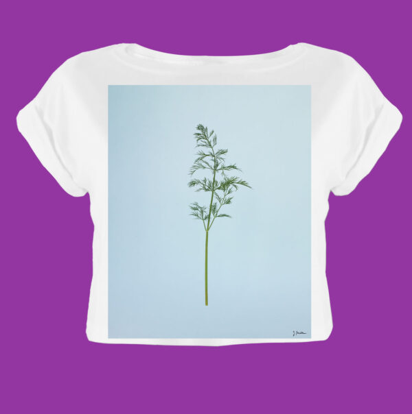 Dill – Bild 8